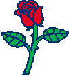 Socdem rose